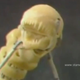 Illustration for article titled Even the Making-Of Video for the Aliens Chestburster is Horrifying